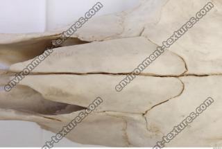 Photo Reference of Animal Skull